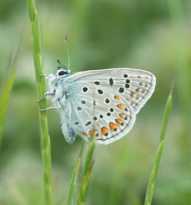 Lysandra bellargus? No, Polyommatus icarus - Lycaenidae